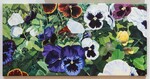 Pansies by Amelia Grudkowski
