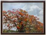 Flamboyan Tree by Chloe Rivera-Montes