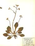 Saxifraga virginiensis