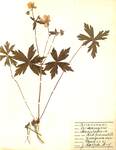 Geranium maculatum