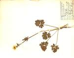 Ranunculus repens