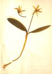 Erythronium americanum