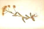 Erigeron bellidifolium