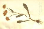 Erigeron bellidifolium