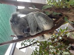 Koala Sleeping by Mohamed Abdelatty